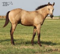 Gold Drifter MA